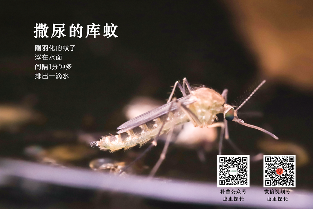 配图5
