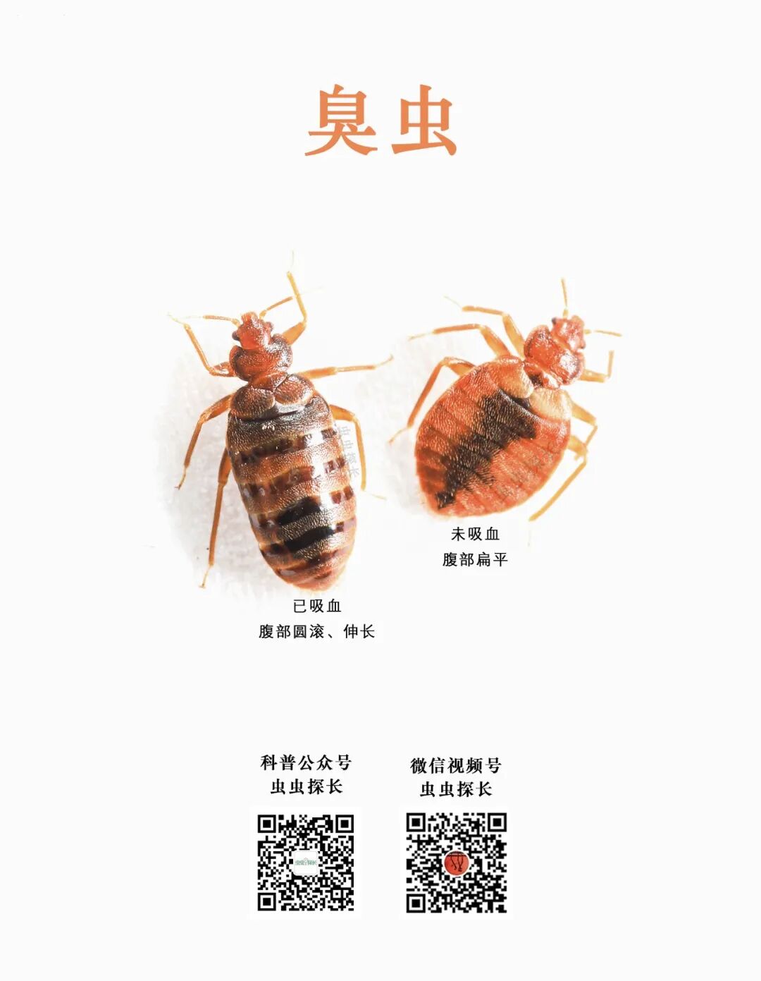 配图6