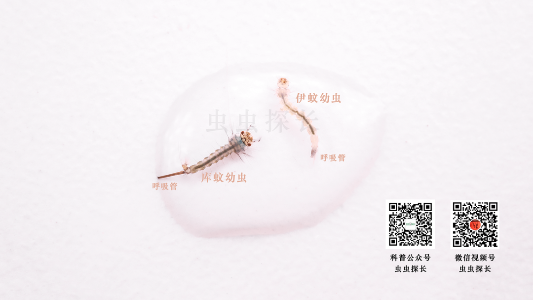配图7